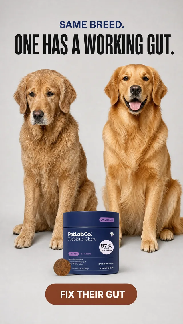 Dog probiotic ad comparing two golden retrievers, one with a working gut